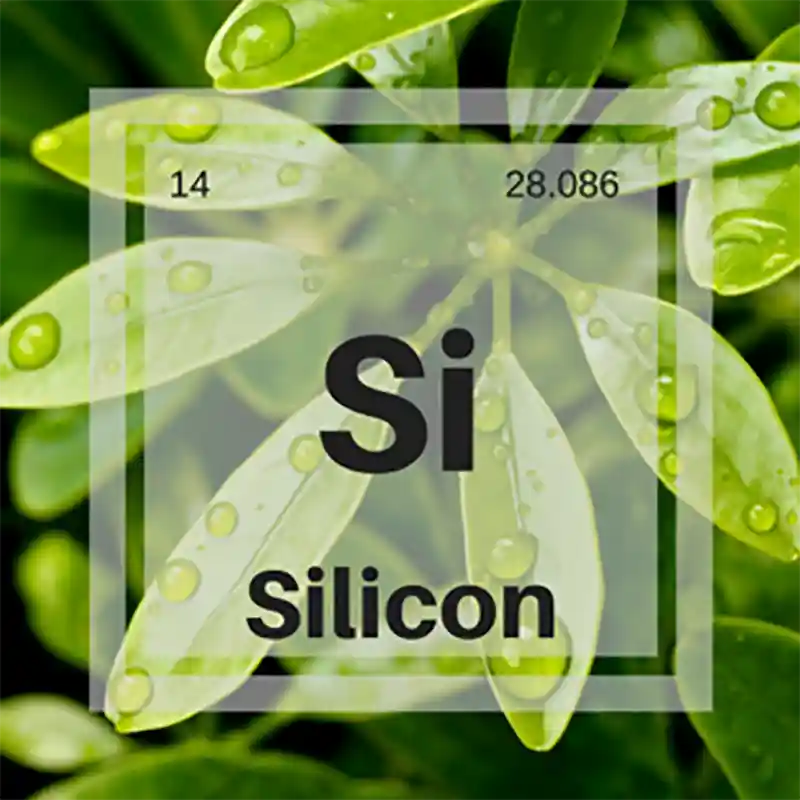 silicon element over leaves lg