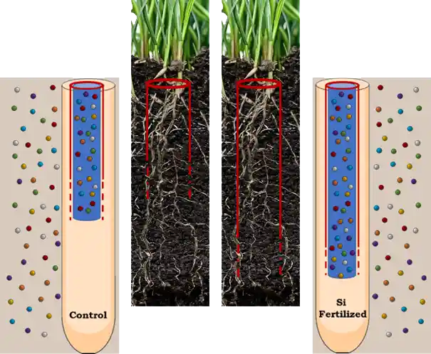 root barriers